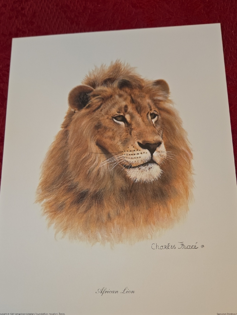African Lion Art Print in Brown by